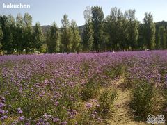 -紫海香堤香草艺术庄园