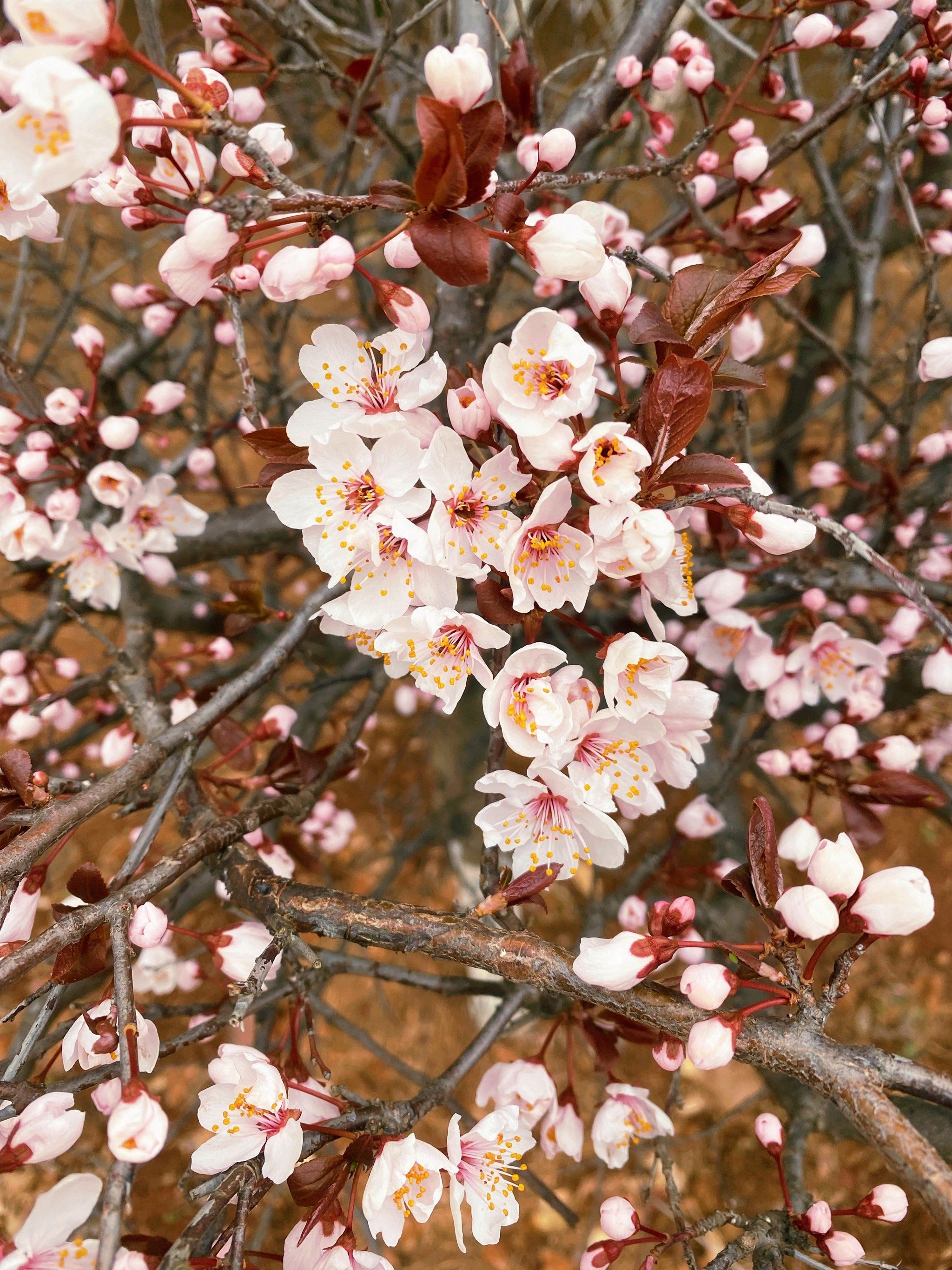 大连枣园公园的风景-大众点评