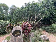 -中国科学院西双版纳热带植物园