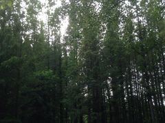 -日照海滨国家森林公园