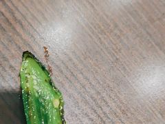 -王老大面(凤城六路店)