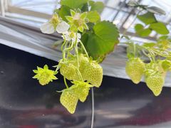 -建德果蔬乐园绪塘草莓基地