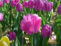 -北京国际鲜花港