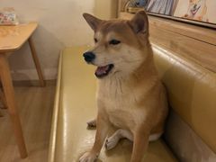 -柴の食堂·日式家庭料理·熊之肆(大学路店)