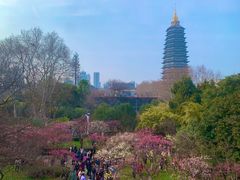 -红梅公园