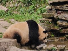 -中国大熊猫保护研究中心雅安碧峰峡基地