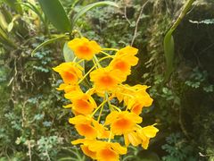 -深圳仙湖植物园
