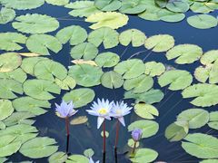 -国家植物园南园