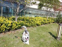 -翊宠yipet猫狗购宠庄园犬舍•猫舍