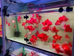 -花鸟鱼虫鲜花绿植市场(玉泉路店)