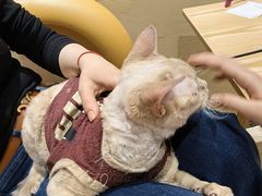 -藏猫猫咖啡主题馆(中央大道店)