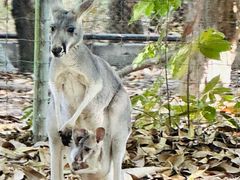 -清迈夜间动物园