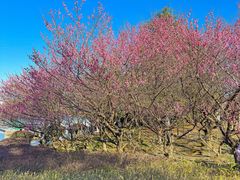 -白塘生态植物园
