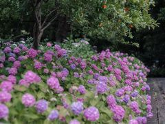 -上海滨江森林公园