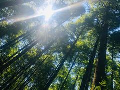 -山王坪喀斯特国家生态公园