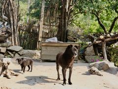 -大岭沟猕猴桃谷风景区
