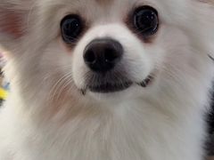 -宠颐生宠物医院外科·内科·皮肤科·影像科(石龙店)