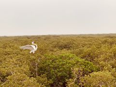 -北海金海湾红树林生态旅游区