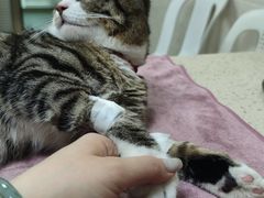 -动物缘宠物医院·骨科·猫科(西二环店)