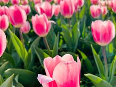 -国家植物园