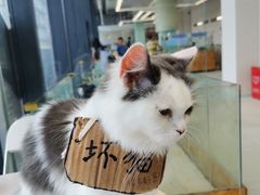 -怪兽屋·羊驼·猫咖·狗咖(俊华广场店)