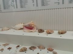 -青岛贝壳博物馆