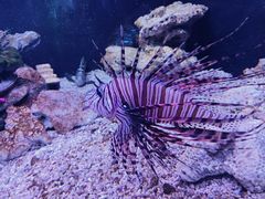 -芜湖新华联大白鲸海洋公园