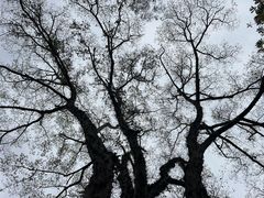 -广西壮族自治区药用植物园