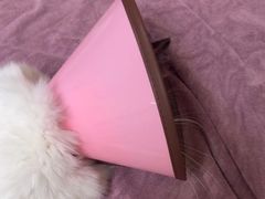 -动物缘宠物医院·骨科·猫科(西二环店)