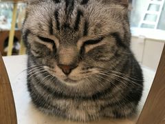 -猫咪派对(江南西店)