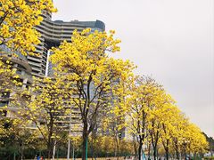 -洲头咀公园
