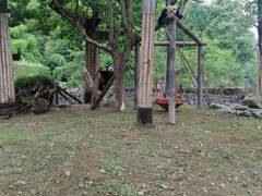 -都江堰中华大熊猫苑