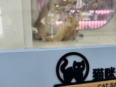 -凯德MALL(望京店)