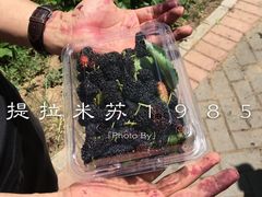 -御林古桑园