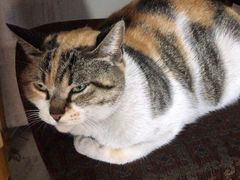 -安庆柴火馄饨(马道街店)