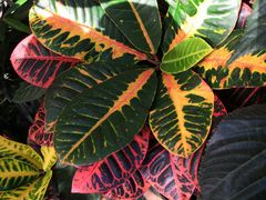 -北京植物园-展览温室