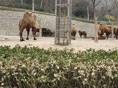 -石家庄市动物园