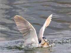-重庆彩云湖湿地公园