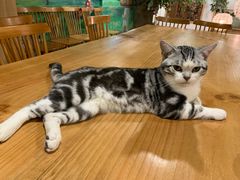 -藦茜花园宠物主题亲子互动体验馆(国顺东路店)