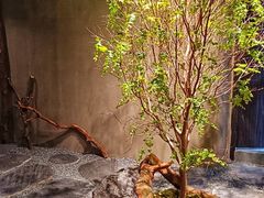 -森SPA·泰式按摩·精油Massage(宝安中心店)