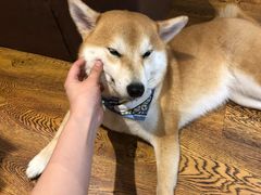 -柴务处·柴犬主题狗咖