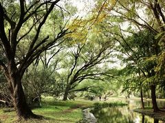 -上海共青森林公园