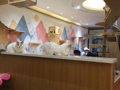 大堂-滚猫咖啡·猫咖·猫友好撸猫(未来城店)