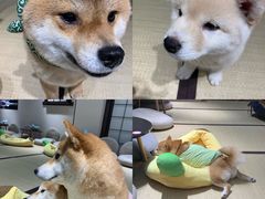 -逗柴咖啡屋·狗咖猫咖宠物桌游