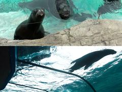 -珠海长隆海洋王国