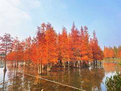 -白鹭湾湿地公园