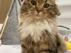 -COLOR PETS 撸猫馆·购猫·猫咖(长风大悦城店)