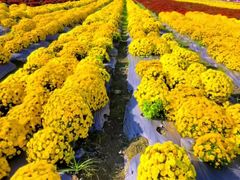 -中国天府农业博览园