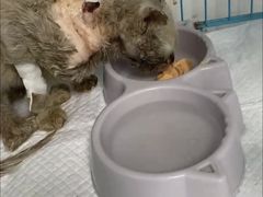 -贝康宠物医院·犬猫全科·小动物特色诊疗中心(东环路店)