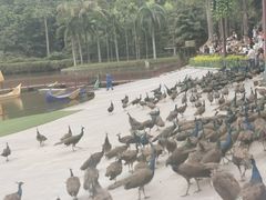 -西双版纳原始森林公园